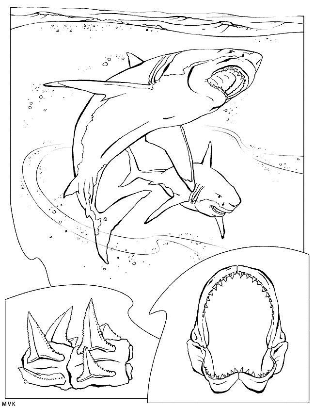 sea animal015
